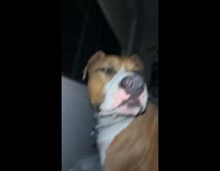 Guy pets his pitbull dog then laughs