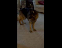 Cat being annoyed by dog fights back