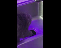 Grey cat try to grab water sink