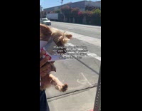 Dog take down her own lost dog posters