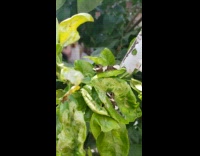 Caterpillar on leaf disguised as bird poop