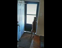 Brown dog opens door cant get back