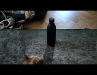 Puppy barks at bottle on the floor