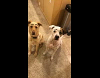 Brown dog and white dog sitting on carpet with drawn on eyebrows