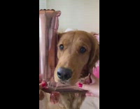 Valentines day themed video with a brown golden retriever dog 
