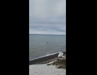 Collab DailyDoseOfInternet - Walrus peeks head out of water to look at airplane 