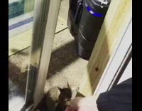 Guy opens door to give squirrel peanut 