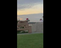 Big brown dog santa hat on bench