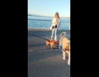 Small dog tries to hump big dog