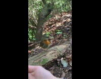 Person feed nut to robin bird woods