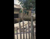 Penguin with yellow feathers at zoo Cody