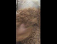 brown dog and white dog play fighting 