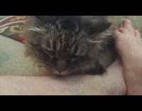 Cat lick leg guy make nom noises
