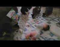 Pet cats eat beside a baby on the floor