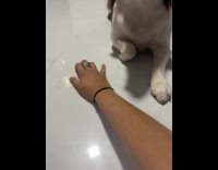Dog avoiding hoomans hands on its paws