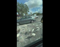 Ibis birds stand on parking spot 