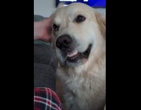 Dog loves getting ear scratch from dad