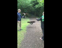 Two Hawks Fly onto Guy and Girls Arms 