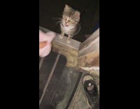 Collab Clips MPUGC - Turkey slice for cat meowing