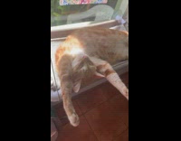 Cat sleeps on back arms spread out