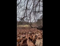 Man swings on tree with rope breaks 