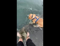 Collab BitchMP - Dog walks into water and falls 