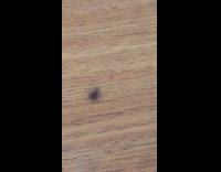 Fly spin upside down on wooden table
