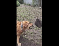 Large brown dog misses deflated ball fail 