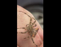 Spider body looks like cat head part 1