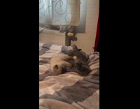 Cats play in bed hits each other