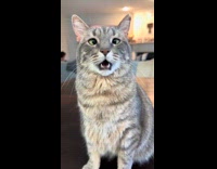 Cat open mouth cross eyed