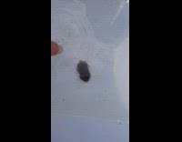 Small squid on white container avoid finger