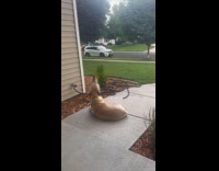 Dog howls back at fire truck siren