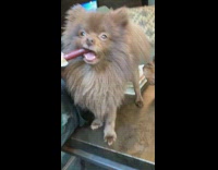 Brown Pomeranian eats beef jerky slim jim on coffee table