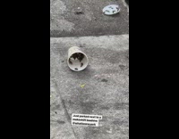 Bees or wasps inside dropped cup 