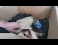 Time lapse of cat giving birth kittens