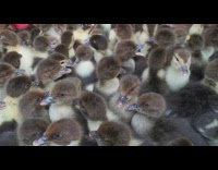 Collab DailyDoseOfInternet - Brown yellow baby ducks chicks chirp loudly 