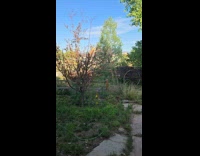 Cat chasing mouse up on tree