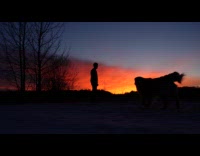 Collab PubityPets - Silhouette of guy with dogs sunset sky