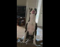 Teacup chihuahua puppy grows up into mutt 