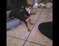 Black brown dog bites toy growls eyebrows