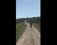 Dog pulls guy unicycle rural farm road