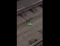 Dinosaur toy left on train tracks