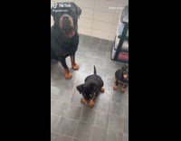 Rottweiler dog sits next to two puppies 