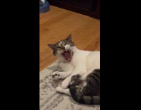 Pet cat lay on the carpet yawns