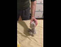 Guy uses massage gun on grey plush bear doll
