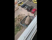 Grey bird outside window basket two chicks