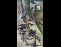 Collab BitchMP - Turtle among group of lizards in zoo exhibit 