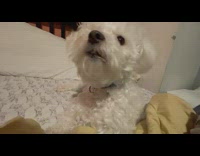 Woman talks to her dog at the bed and scratch 