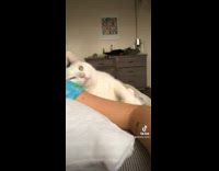 Collab BitchIG2 - Cat turns around and rests head on shoulder